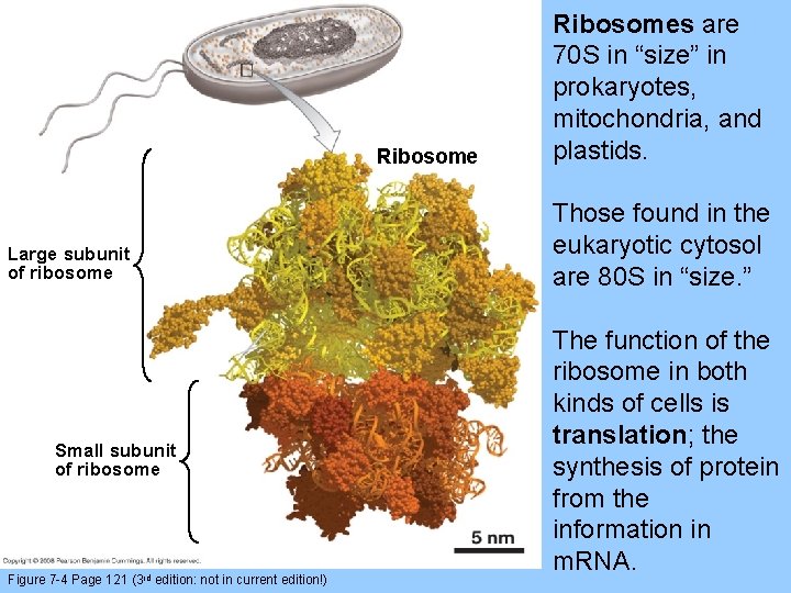 Ribosome Large subunit of ribosome Small subunit of ribosome Figure 7 -4 Page 121