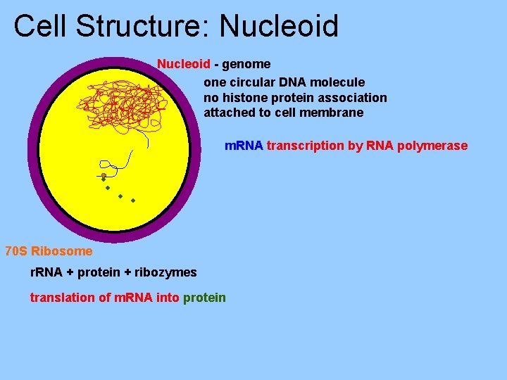 Cell Structure: Nucleoid - genome one circular DNA molecule no histone protein association attached