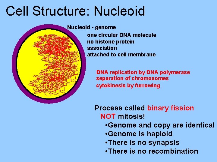 Cell Structure: Nucleoid - genome one circular DNA molecule no histone protein association attached