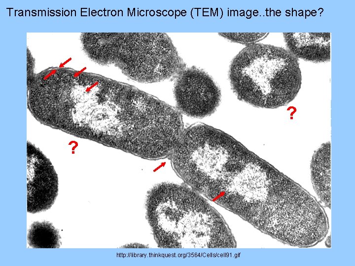 Transmission Electron Microscope (TEM) image. . the shape? ? ? http: //library. thinkquest. org/3564/Cells/cell