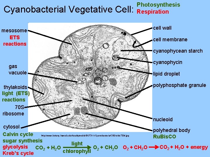 Cyanobacterial Vegetative Cell: Photosynthesis Respiration mesosome ETS reactions cell wall cell membrane cyanophycean starch