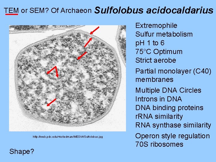 TEM or SEM? Of Archaeon Sulfolobus acidocaldarius Extremophile Sulfur metabolism p. H 1 to