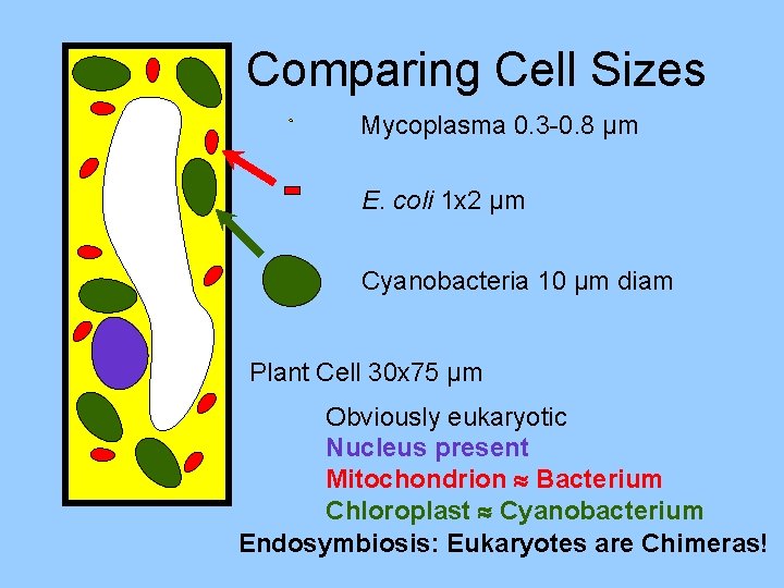 Comparing Cell Sizes Mycoplasma 0. 3 -0. 8 µm E. coli 1 x 2