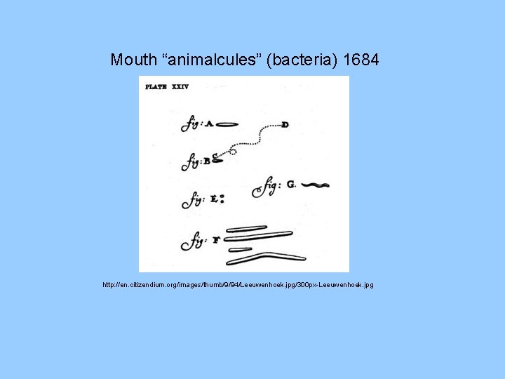 Mouth “animalcules” (bacteria) 1684 http: //en. citizendium. org/images/thumb/9/94/Leeuwenhoek. jpg/300 px-Leeuwenhoek. jpg 