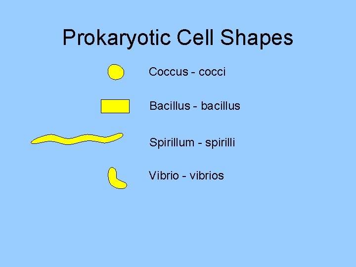 Prokaryotic Cell Shapes Coccus - cocci Bacillus - bacillus Spirillum - spirilli Vibrio -