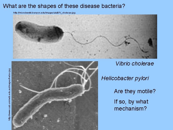 What are the shapes of these disease bacteria? http: //microbewiki. kenyon. edu/images/a/a 8/V_cholerae. jpg
