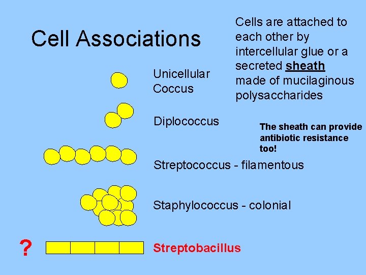 Cell Associations Unicellular Coccus Cells are attached to each other by intercellular glue or