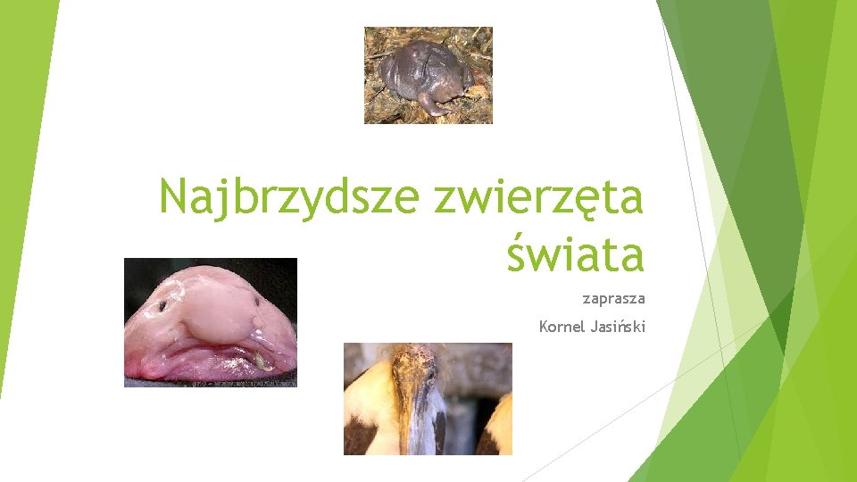 Najbrzydsze zwierzęta świata zaprasza Kornel Jasiński 