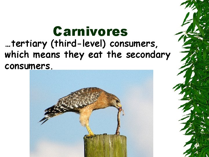 Carnivores …tertiary (third-level) consumers, which means they eat the secondary consumers. 