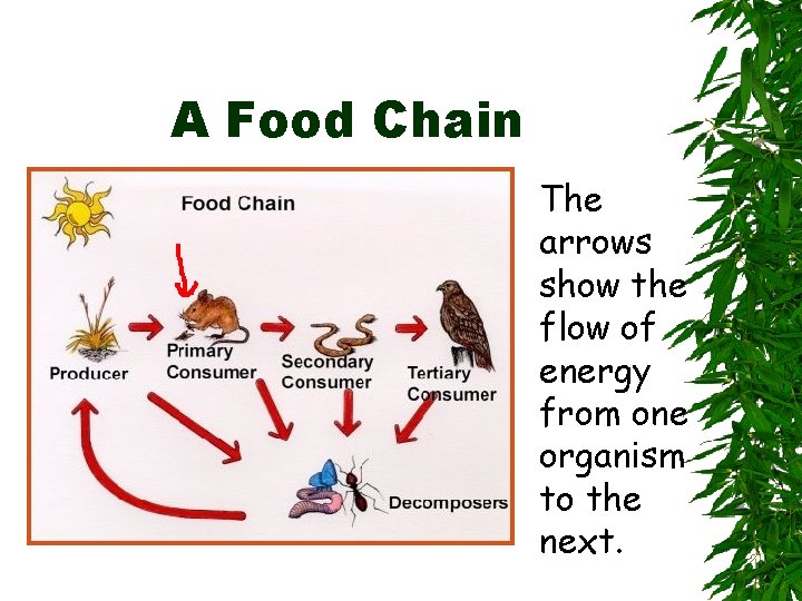 A Food Chain The arrows show the flow of energy from one organism to