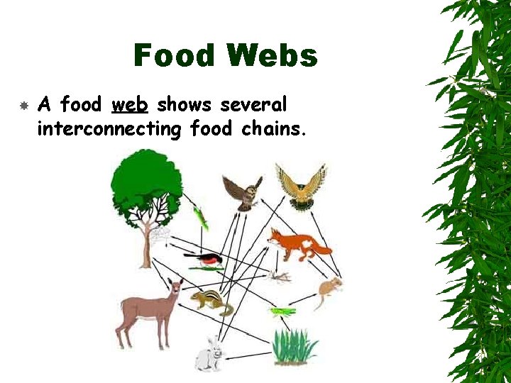 Food Webs A food web shows several interconnecting food chains. 