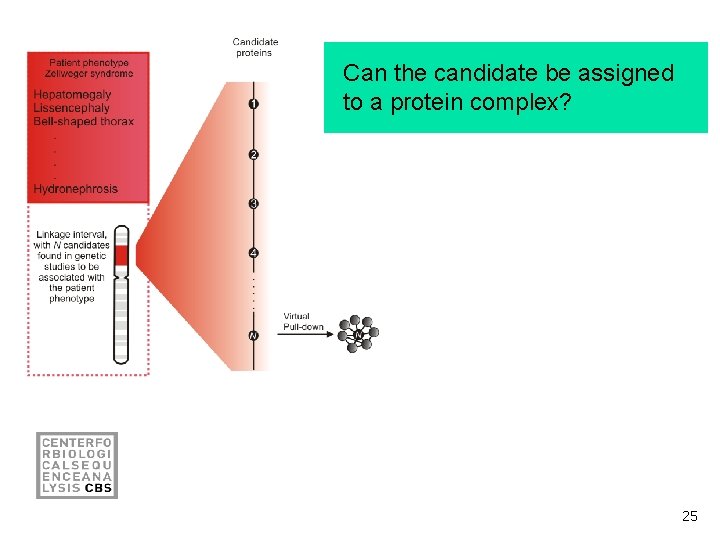 Can the candidate be assigned to a protein complex? 25 