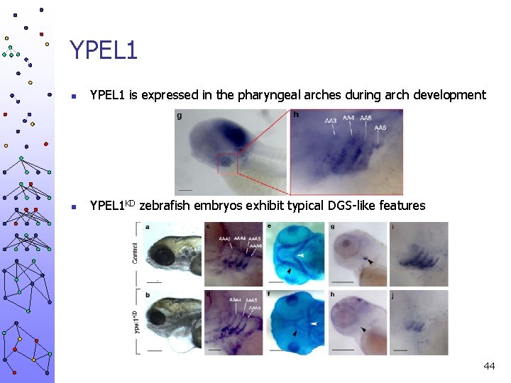 YPEL 1 n YPEL 1 is expressed in the pharyngeal arches during arch development