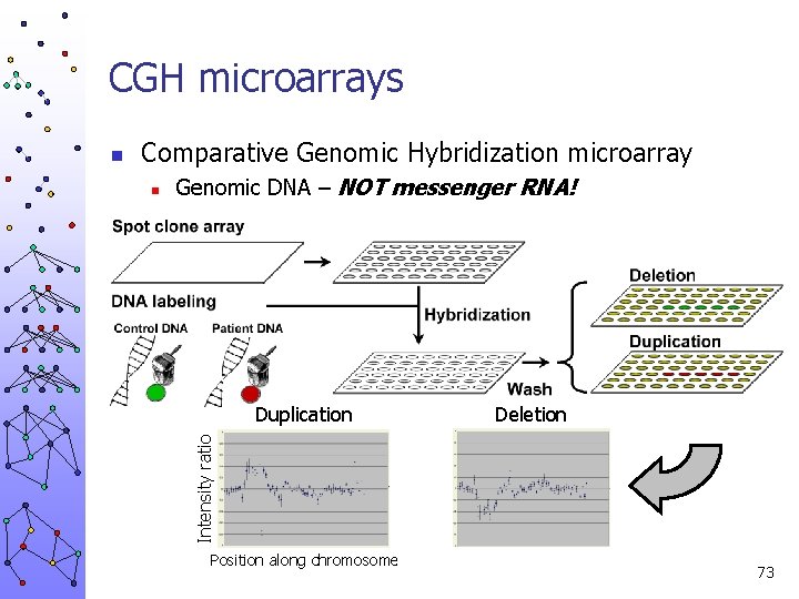 CGH microarrays Comparative Genomic Hybridization microarray n Genomic DNA – NOT messenger RNA! Duplication