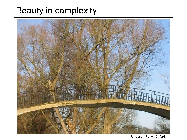 Beauty in complexity University Parks, Oxford 