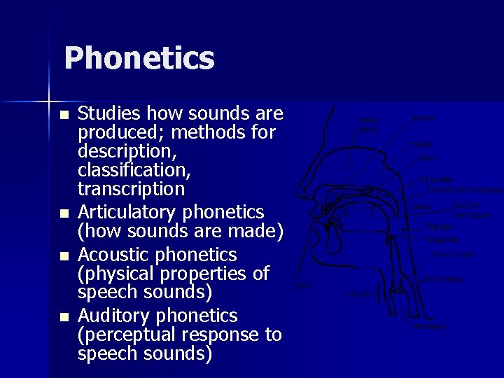 Phonetics n n Studies how sounds are produced; methods for description, classification, transcription Articulatory