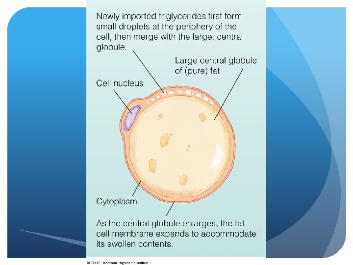 © 2007 Thomson - Wadsworth 