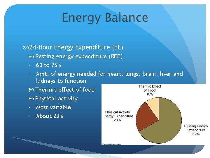  24 -Hour Energy Expenditure (EE) Resting energy expenditure (REE) - 60 to 75%