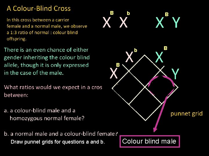 B b B B B b b B B Draw punnet grids for questions