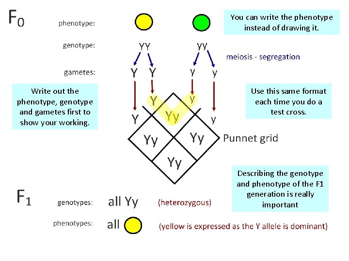 You can write the phenotype instead of drawing it. Write out the phenotype, genotype