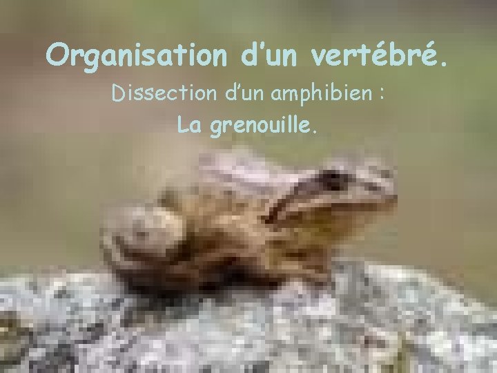 Organisation d’un vertébré. Dissection d’un amphibien : La grenouille. 