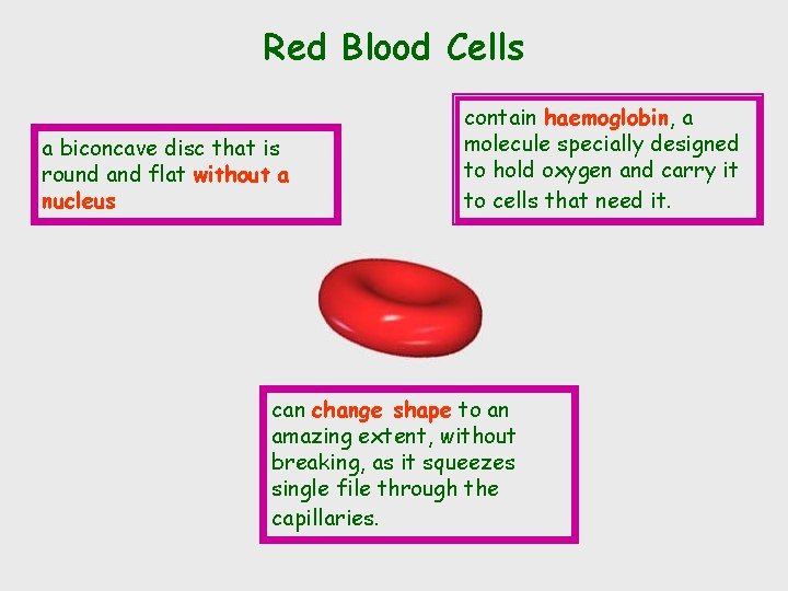 Red Blood Cells a biconcave disc that is round and flat without a nucleus