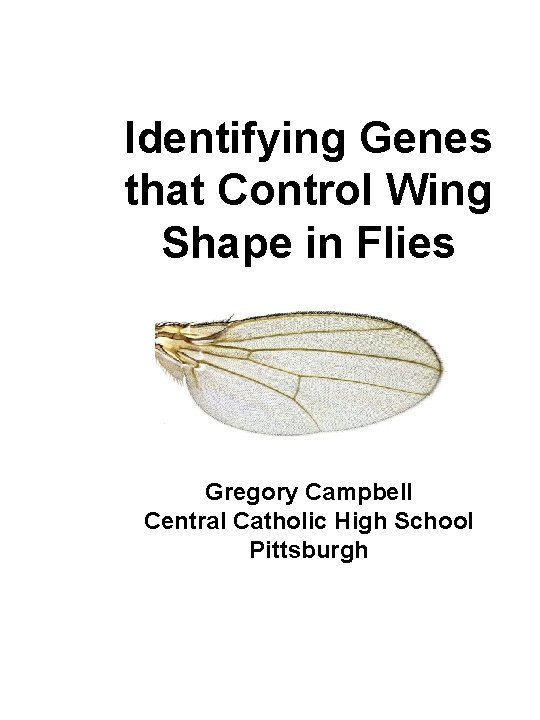 Identifying Genes that Control Wing Shape in Flies Gregory Campbell Central Catholic High School