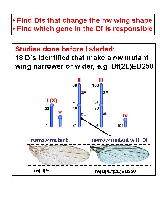 • Find Dfs that change the nw wing shape • Find which gene