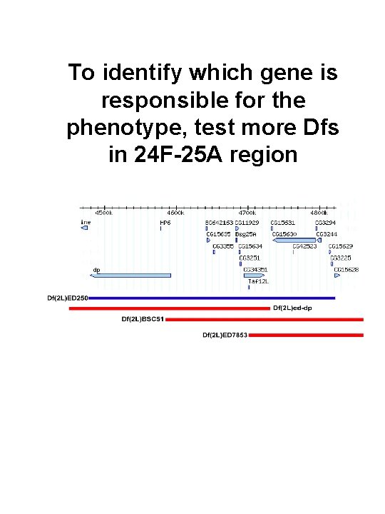 To identify which gene is responsible for the phenotype, test more Dfs in 24