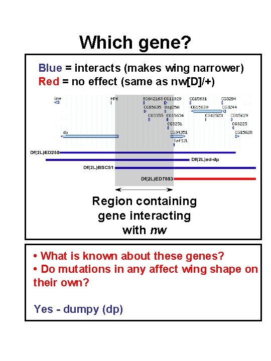 Which gene? Blue = interacts (makes wing narrower) Red = no effect (same as