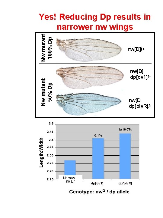 Nw mutant 100% Dp Yes! Reducing Dp results in narrower nw wings nw[D]/+ Nw
