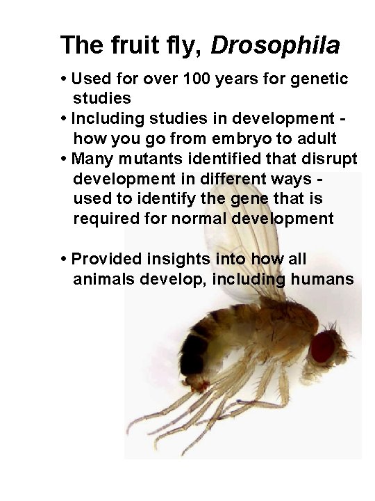 The fruit fly, Drosophila • Used for over 100 years for genetic studies •