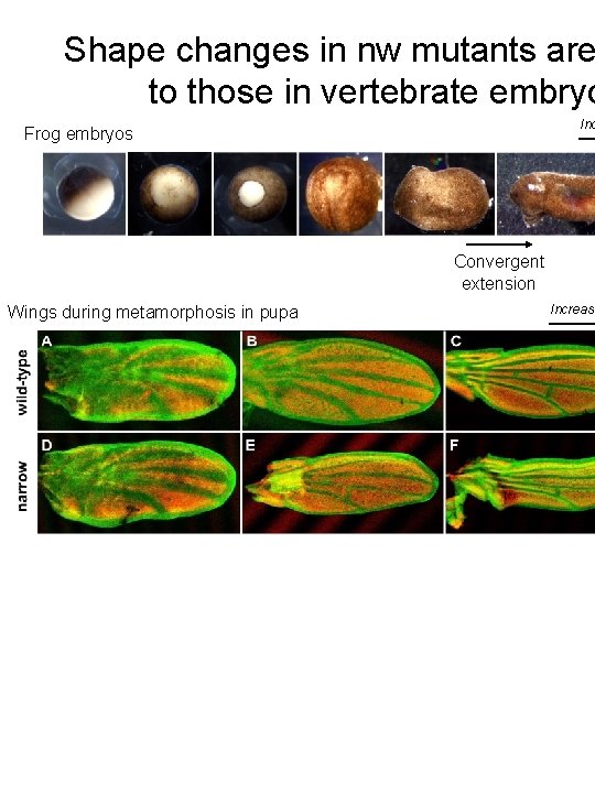 Shape changes in nw mutants are to those in vertebrate embryo Inc Frog embryos