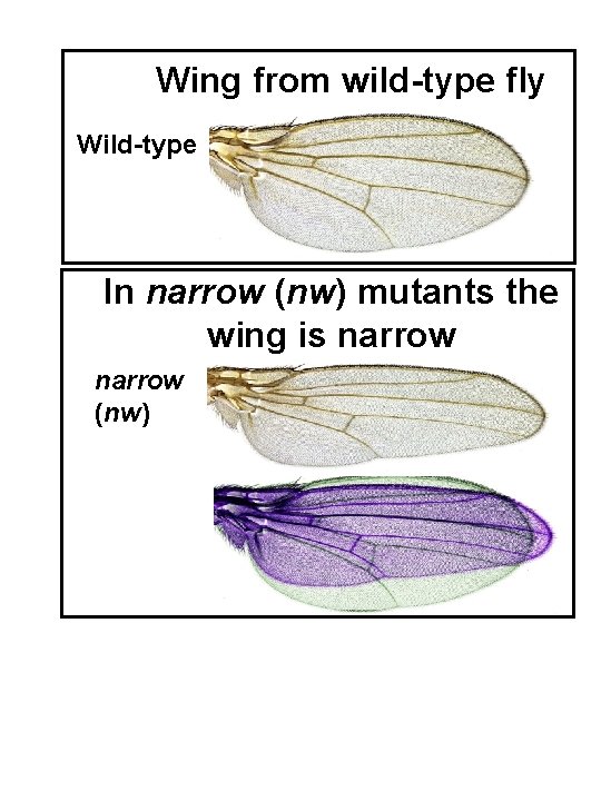 Wing from wild-type fly Wild-type In narrow (nw) mutants the wing is narrow (nw)