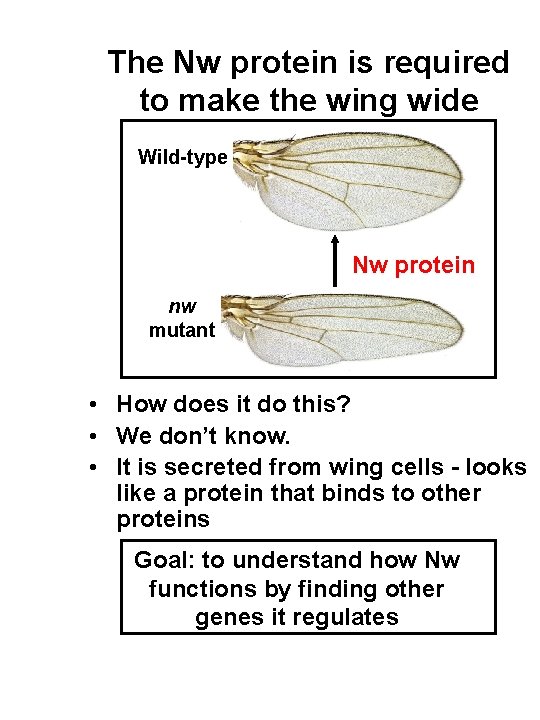 The Nw protein is required to make the wing wide Wild-type Nw protein nw