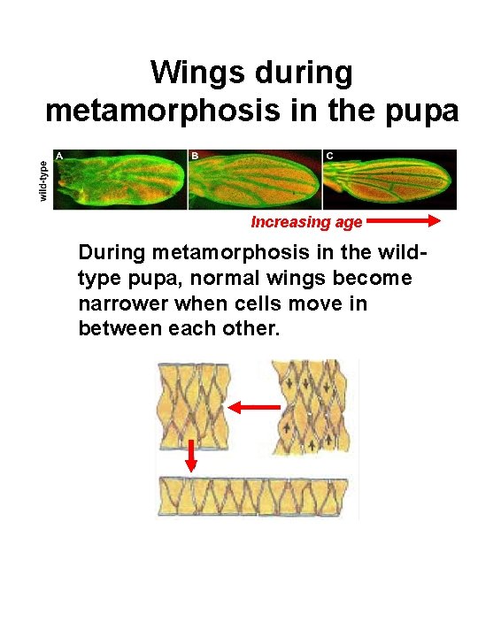 Wings during metamorphosis in the pupa Increasing age During metamorphosis in the wildtype pupa,