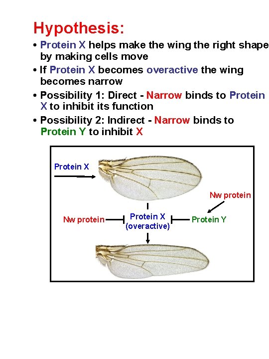 Hypothesis: • Protein X helps make the wing the right shape by making cells