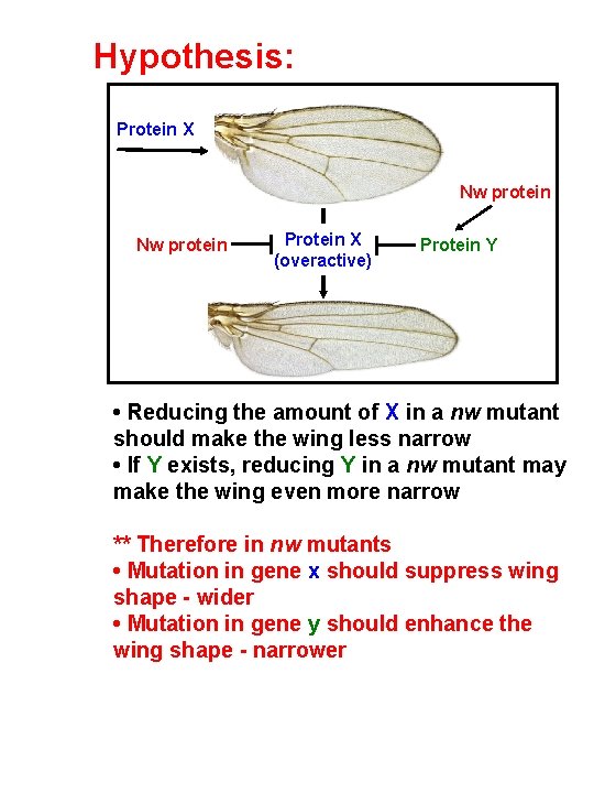 Hypothesis: Protein X Nw protein Protein X (overactive) Protein Y • Reducing the amount