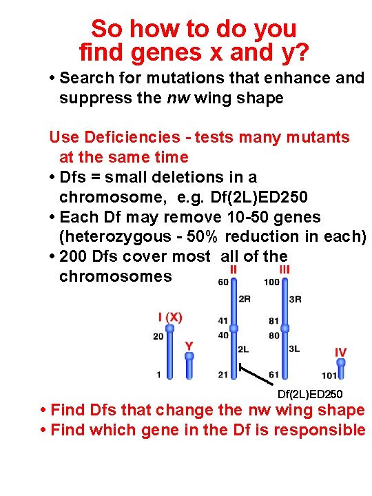 So how to do you find genes x and y? • Search for mutations