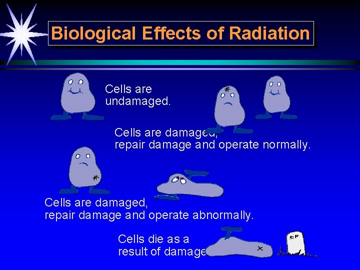 Biological Effects of Radiation Cells are undamaged. Cells are damaged, repair damage and operate