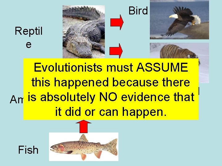 Bird Reptil e Evolutionists must ASSUME this happened because there Mammal is absolutely NO