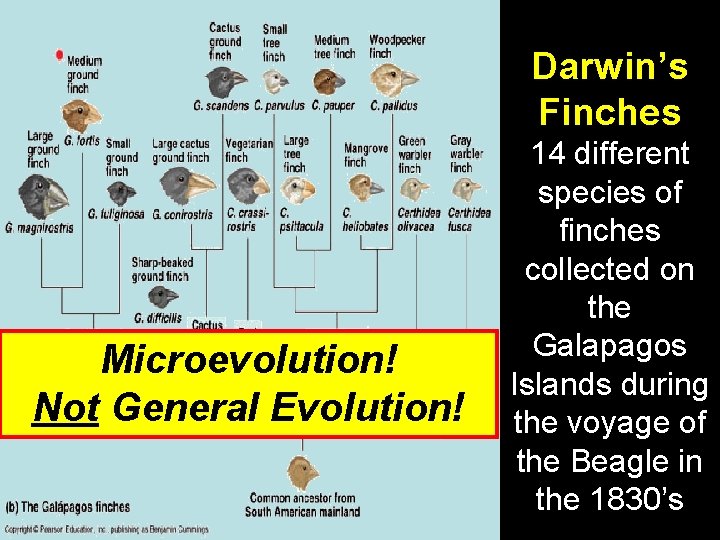 Darwin’s Finches Microevolution! Not General Evolution! 14 different species of finches collected on the