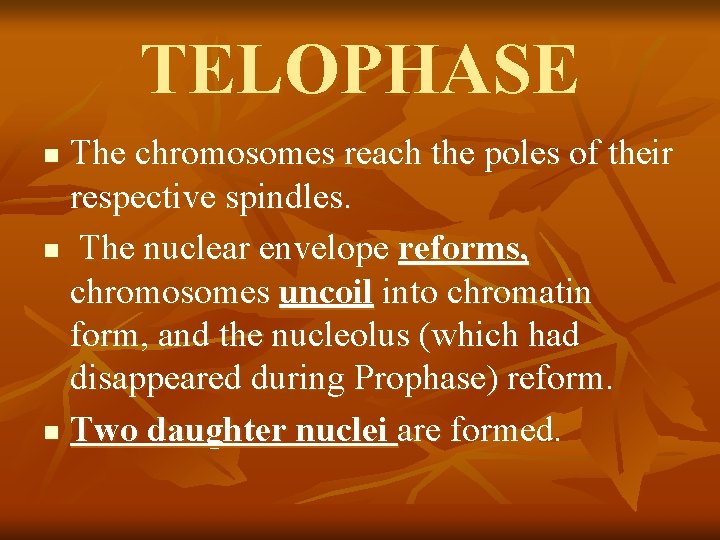 TELOPHASE The chromosomes reach the poles of their respective spindles. n The nuclear envelope