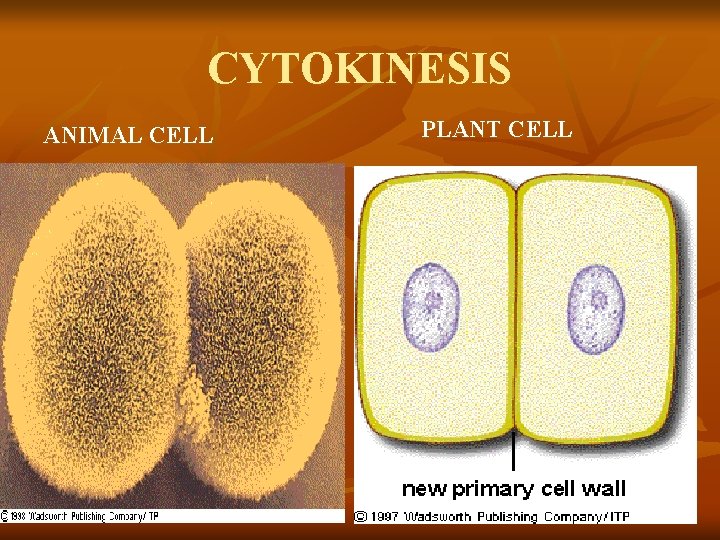 CYTOKINESIS ANIMAL CELL PLANT CELL 