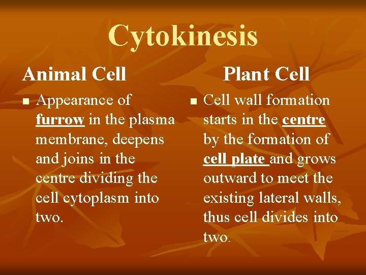 Cytokinesis Animal Cell n Appearance of furrow in the plasma membrane, deepens and joins
