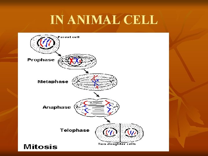 IN ANIMAL CELL 