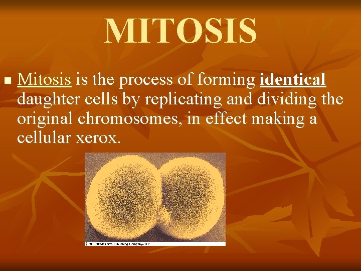 MITOSIS n Mitosis is the process of forming identical daughter cells by replicating and