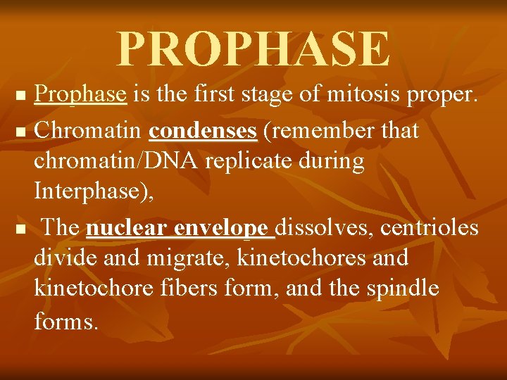 PROPHASE Prophase is the first stage of mitosis proper. n Chromatin condenses (remember that