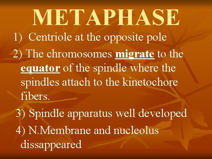METAPHASE 1) Centriole at the opposite pole 2) The chromosomes migrate to the equator