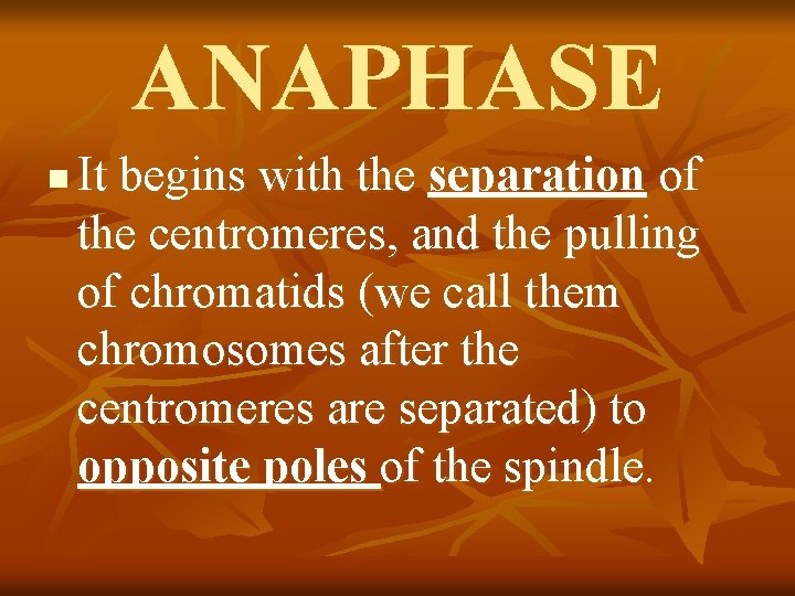 ANAPHASE n It begins with the separation of the centromeres, and the pulling of